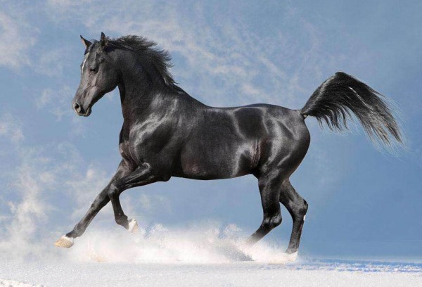T-D8.1 Q015  Diamond Painting Set Horse 30x20cm