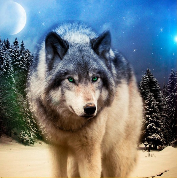 Q-G7.1 S105 Diamond Painting Set Wolf 50x40cm